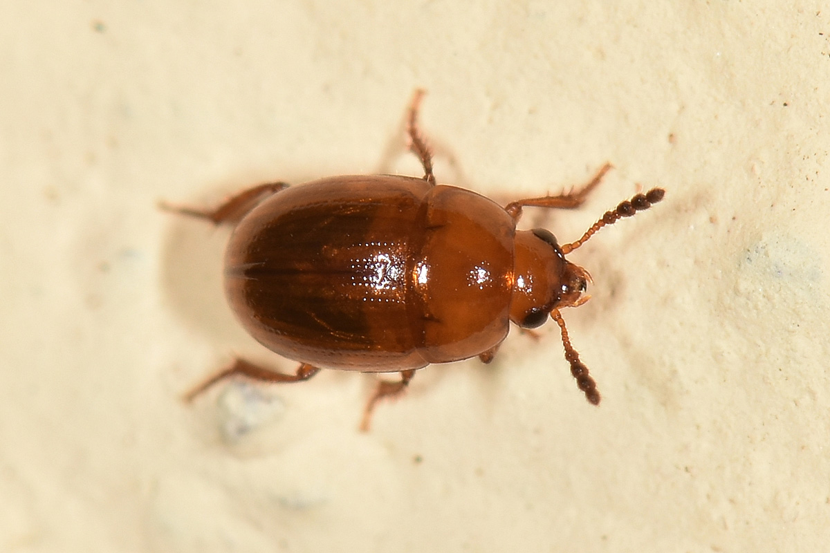 Leiodidae: Leiodes longipes (W.L.E. Schmidt, 1841) (cf)